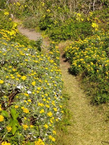 2020.1113　城ケ崎海岸散策路.イソギク (2)　拡大２